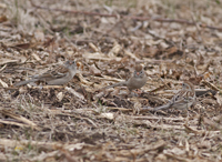 Field Sparrows